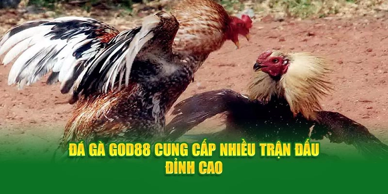 Đá gà God88 cung cấp nhiều trận đấu đỉnh cao