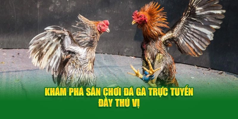 Khám phá sân chơi đá gà trực tuyến đầy thú vị