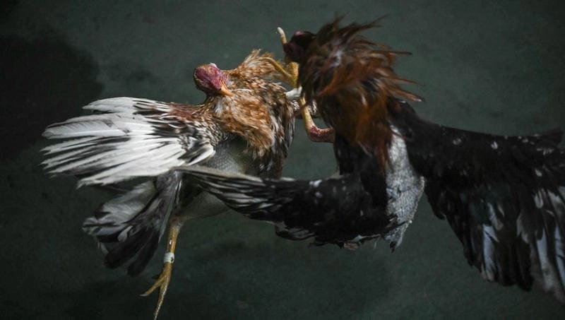  Xông hơi gà chiến – bí kíp hồi phục từ nhà cái Winvn.