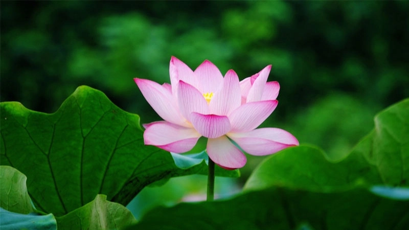 Thể hiện sự sáng tạo với avatar hoa sen 3d sống động