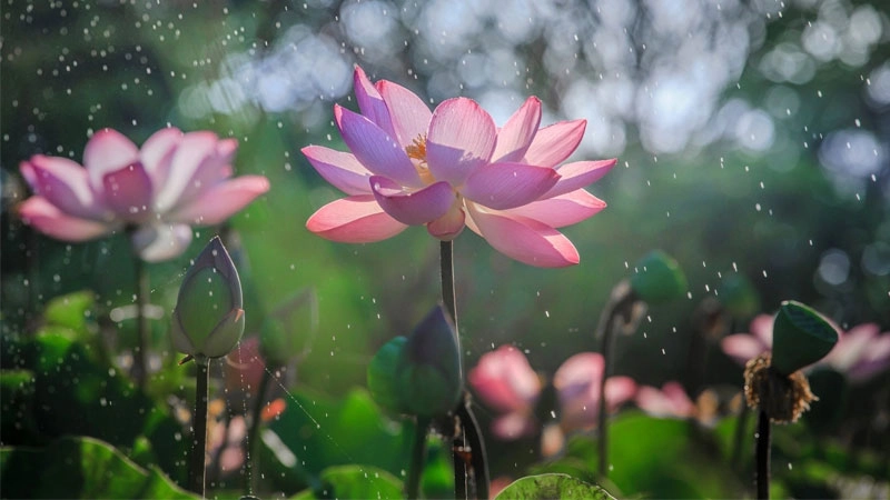 Chia sẻ tâm trạng nhẹ nhàng bằng avatar hoa sen buồn