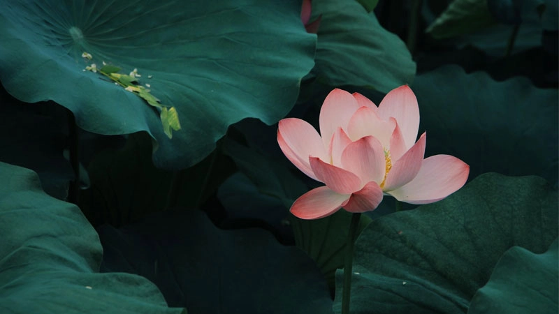 Tạo điểm nhấn dễ thương với avatar hoa sen màu hồng dịu dàng