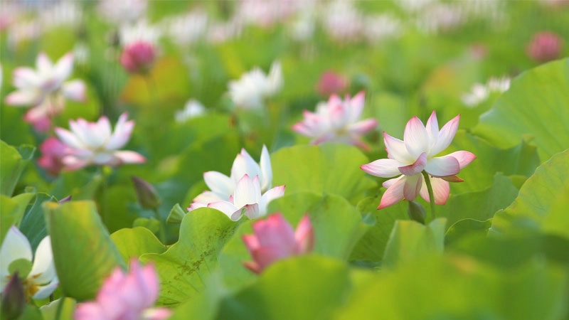 Lan tỏa năng lượng tích cực qua avatar hoa sen phật thiêng liêng