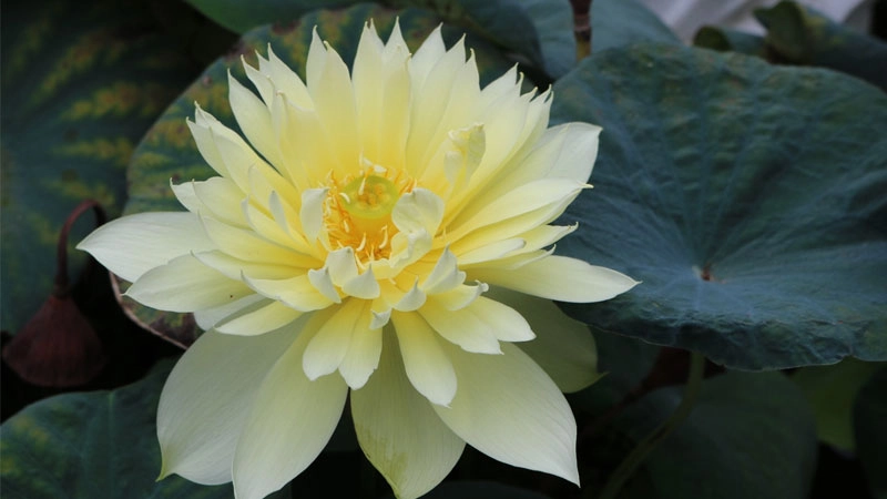 Chọn avatar hoa sen xanh để thư giãn và bình an hơn