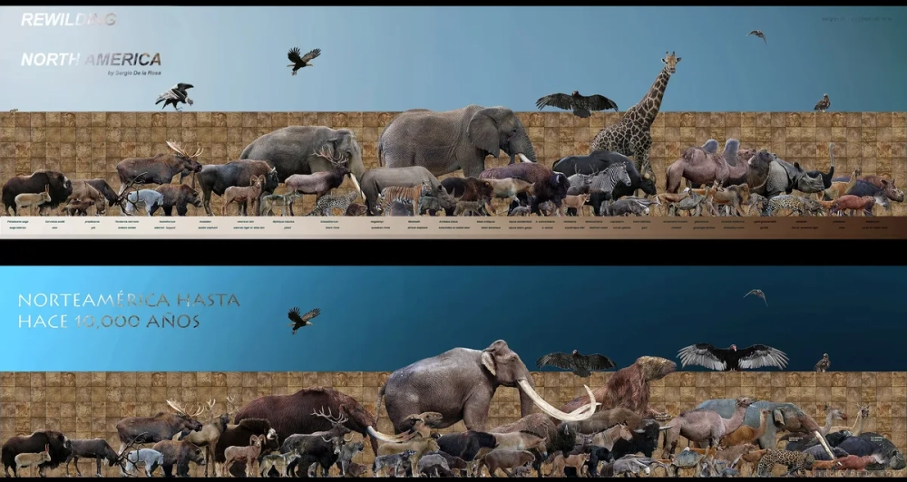 Chim khủng bố đang chạy đua trên đồng cỏ khô