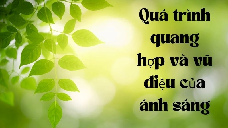 Quá trình quang hợp và vũ điệu của ánh sáng