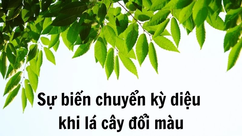 Sự biến chuyển kỳ diệu khi lá cây đổi màu
