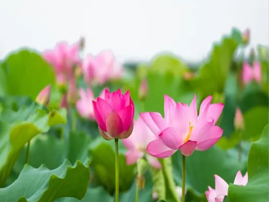 Tải ngay ảnh avatar hoa sen đẹp cho mạng xã hội hot nhất