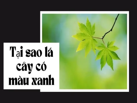 Tại sao lá cây có màu xanh? Kiến thức tự nhiên rất thú vị