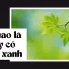 Tại sao lá cây có màu xanh? Kiến thức tự nhiên rất thú vị