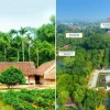 Làng Sen Quê Bác Khám Phá Di Tích Kim Liên Nghệ An