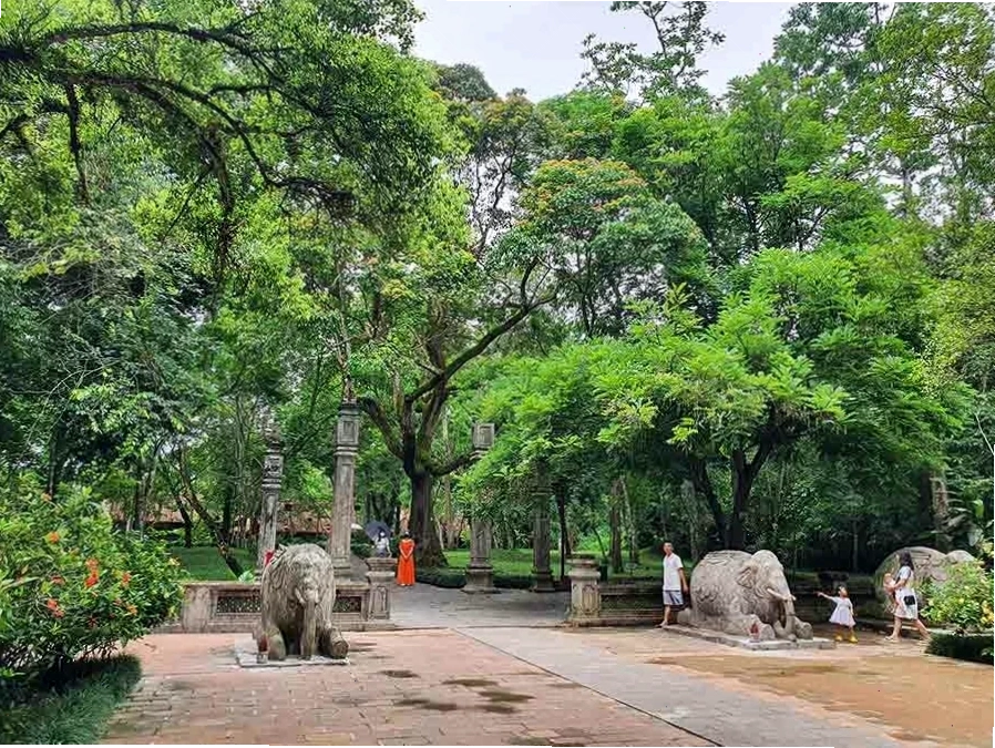 Cây đa thị cổ thụ tại Khu di tích Lam Kinh