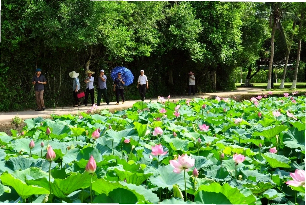 Mùa hoa sen nở rộ tại Làng Sen quê Bác