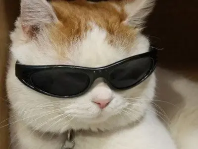 Tổng hợp meme mèo hài hước khiến bạn cười không ngớt