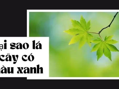 Tại sao lá cây có màu xanh? Kiến thức tự nhiên rất thú vị