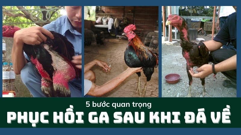 Phục hồi gà 03