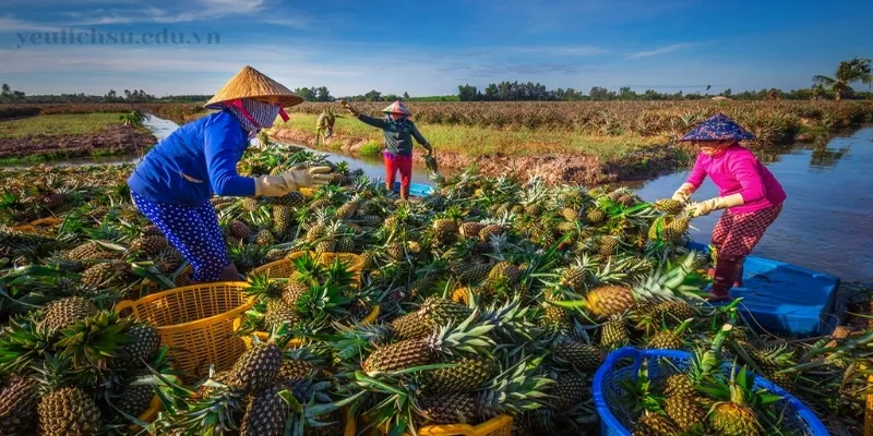 Giới thiệu về mảnh đất Hậu Giang 